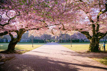 cherry blossom tree spring