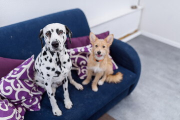 Two dogs are sitting on the sofa. Dog molt. dalmatian dog. Copy space
