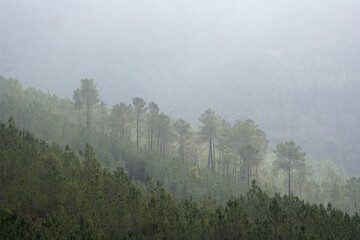 Mountain foggy pinewoods