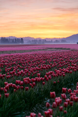 tulip field in the country