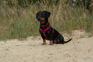 black dog dachshund in a red collar outdoors on a sandy beach