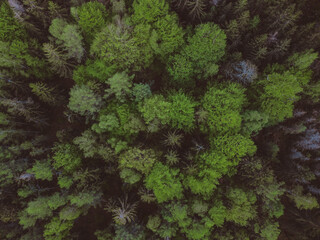 green moss background