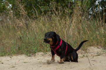 black dog dachshund in a red collar outdoors on a sandy beach