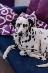 Dalmatian dog is waiting on the sofa. Dog molt