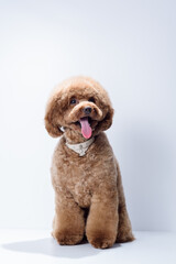 Cute brown labradoodle after professional pet grooming on light background. Dog portrait with asian hairstyle. Place for text. Copy space