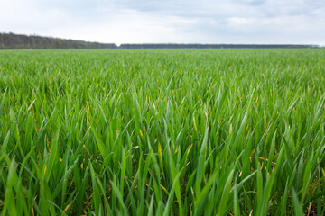 Green wheat field in early spring against cloudy sky