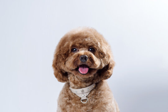 Cute brown labradoodle after professional pet grooming on light background. Dog portrait with asian hairstyle. Place for text. Copy space