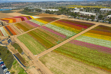 Drone, aerial shot of Carlsbad Flower Fields on a sunny day