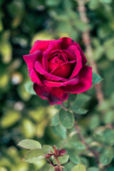 red rose blooming macro photography