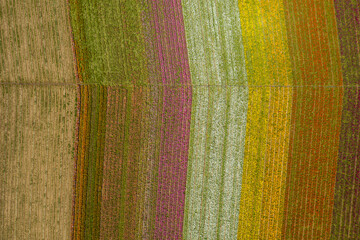 Drone, aerial view of a colorful, spring Flower Fields in Carlsbad California