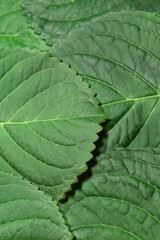 Textura de hojas de hortensia.