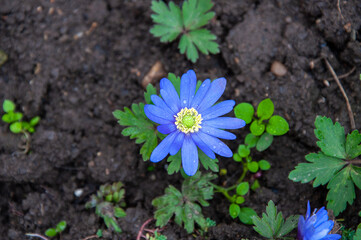 Grecian Windflower, Green Anemone. Blue shades anemone flowers in spring