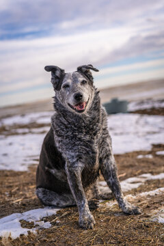 Blue Healer Cattle Dog On The Farm Sitting With Snow