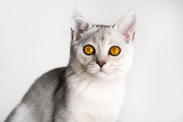 Scottish straight-eared silver chinchilla cat with amber yellow eyes on a white background, close-up view of the camera