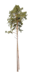 Fototapeta na wymiar Pinus sylvestris, also known as Scots Pine, isolated tree on white background.