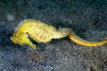A picture of a seahorse