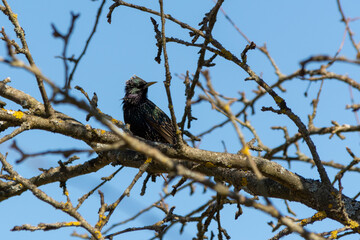 starling turning its head back sits on a tree branch against a blue sky