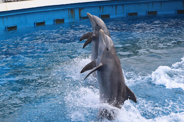 Naklejka premium dolphin in the water
