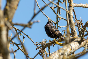 starling raising its beak up sits on a tree branch against a blue sky