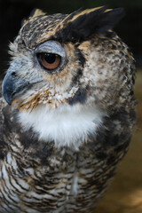 Owl city