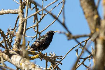 starling sits on a tree branch against a blue sky