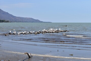 A group of King Herons on some stones on the Jocotepec boardwalk