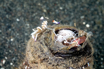 A picture of a commensal shrimp