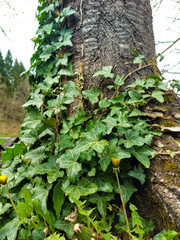 Green ivy leaves climbing on the tree.