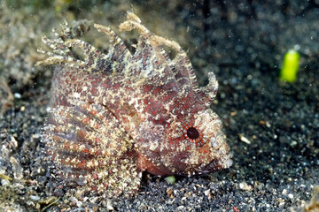 A picture of a leaf fish