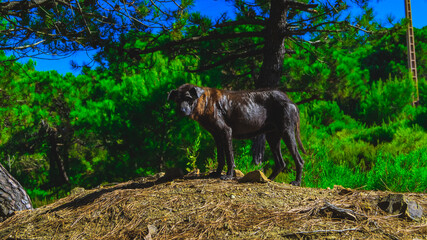 black dog in forest hd