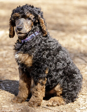 Standard Phantom Poodle female puppy sitting and looking at camera. Off-leash dog park in Northern California.