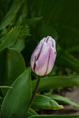 Pink and white tulip bloom in springtime. Spring flower, natural background