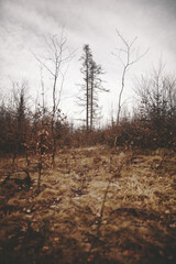 Obraz premium trees in winter