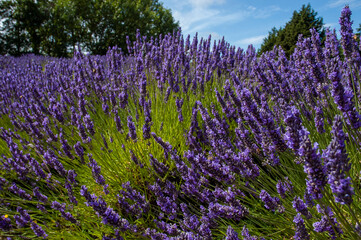 Obraz premium Lavender field in Sequim, WA