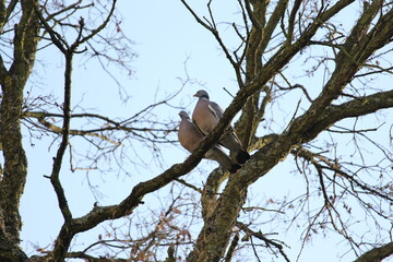 Pair of Common Wood Pigeons (Columba palumbus) on tree branch