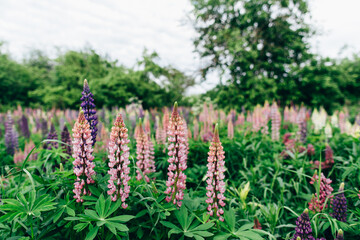 Beautiful colorful lupin flowers blooms in garden.Summer flower background