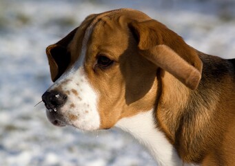 beagle dog portrait