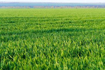 agricultural field with young sprouts and a blue sky with clouds - a beautiful spring landscape