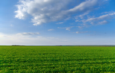 Fototapeta na wymiar agricultural field with young sprouts and a blue sky with clouds - a beautiful spring landscape
