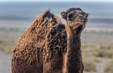 Portrait of a camel on Maranjab desert in Iran