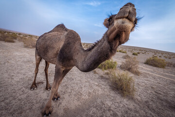 Dromedary camel on Maranjab desert in Esfahan province of Iran