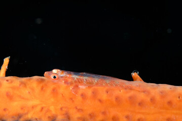 A picture of a loki whip goby