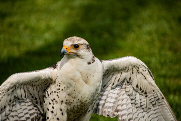 The white falcon or gyrfalcon bird of prey spreading his wings