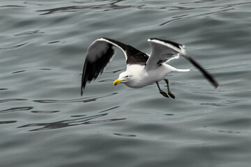 seagull in flight