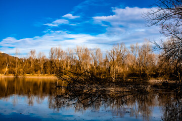 reeds in the water