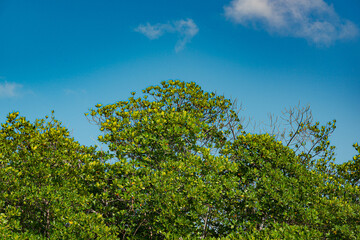 Tajamar mangrove, located in Cancun, Mexico