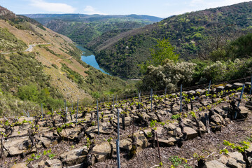 Fototapeta na wymiar Beautiful scenery of the vineyards in the Ribeira Sacra along the Sil River (Lugo, Galicia, Spain)