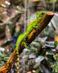 Green iguana on a branch