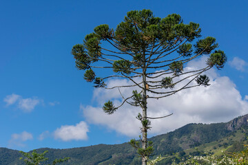 araucaria tree with mountain landscape and blue sky