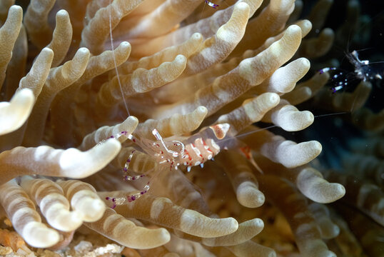 A picture of a commensal shrimp